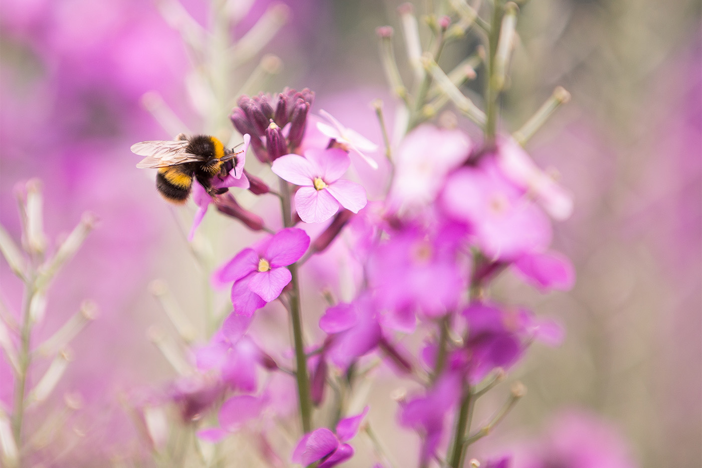 Wimbledon's flowers are a haven for bees