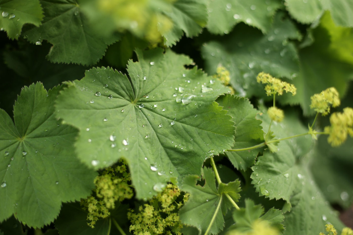 Alchemilla
