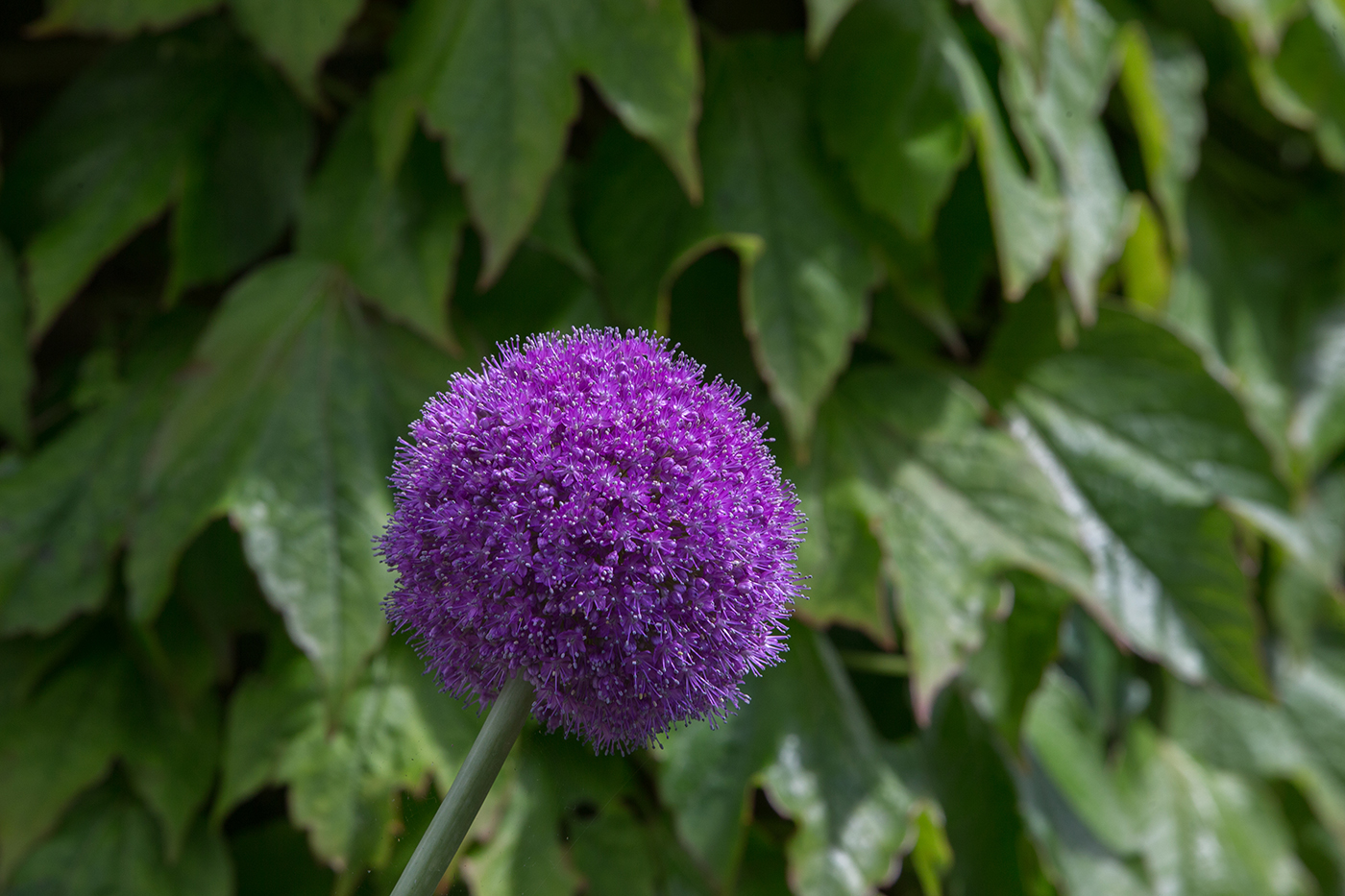 Allium