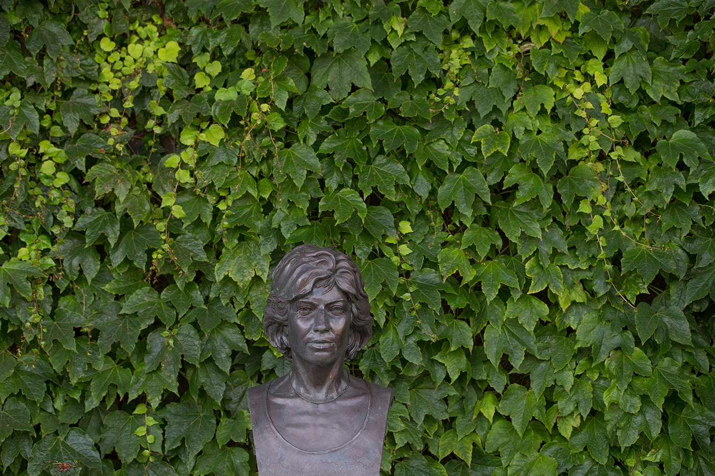 Boston Ivy