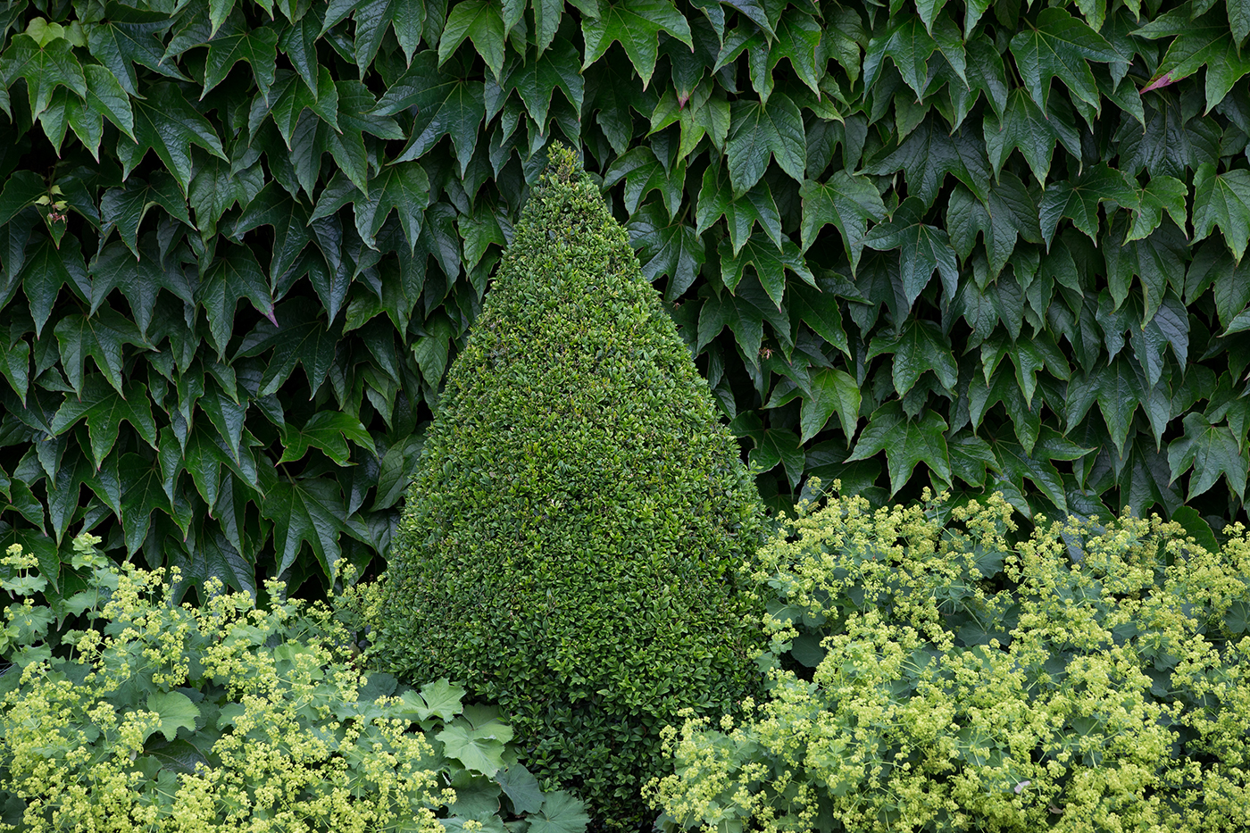 Buxus balls and cones