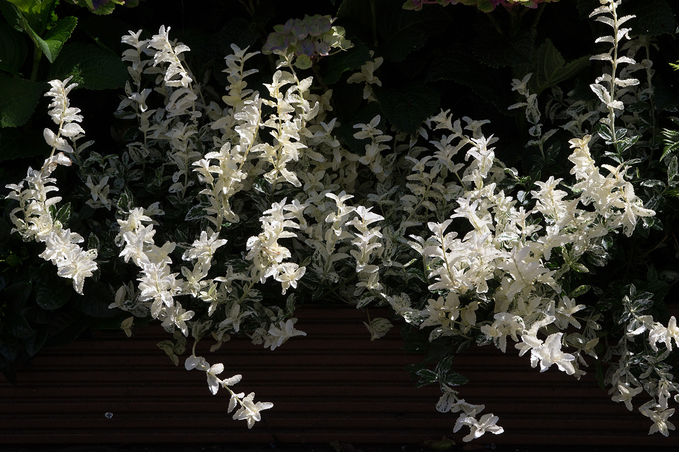 Euonymus