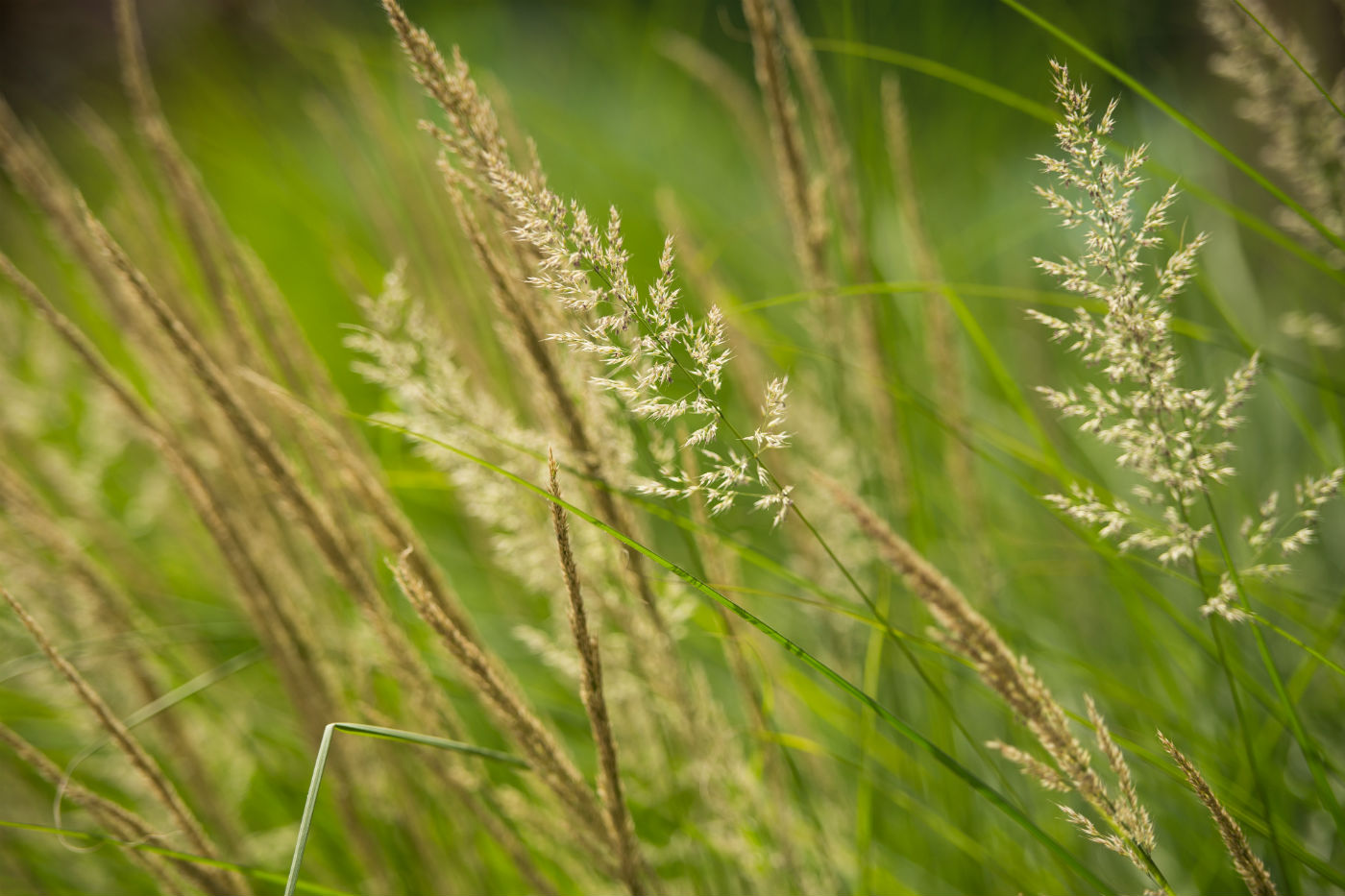 Miscanthus