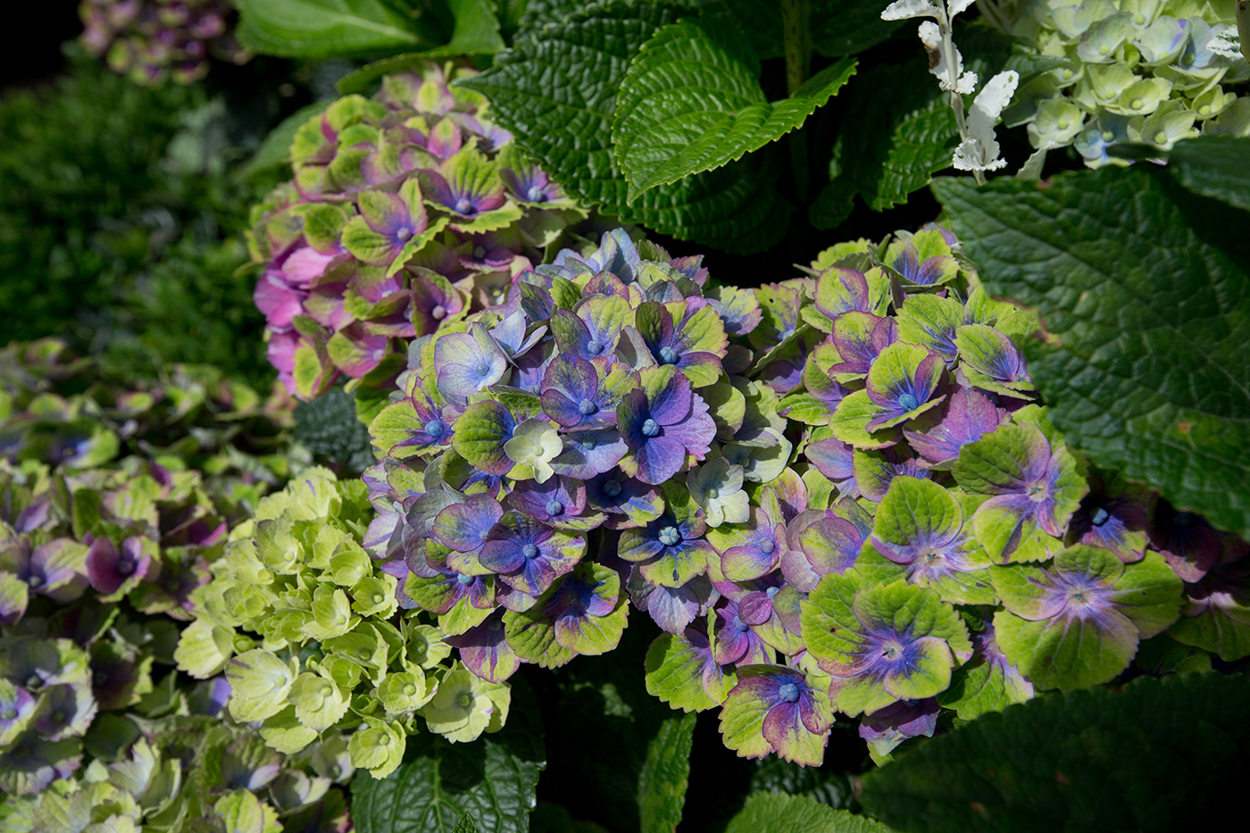 Hydrangea Magical Amethyst