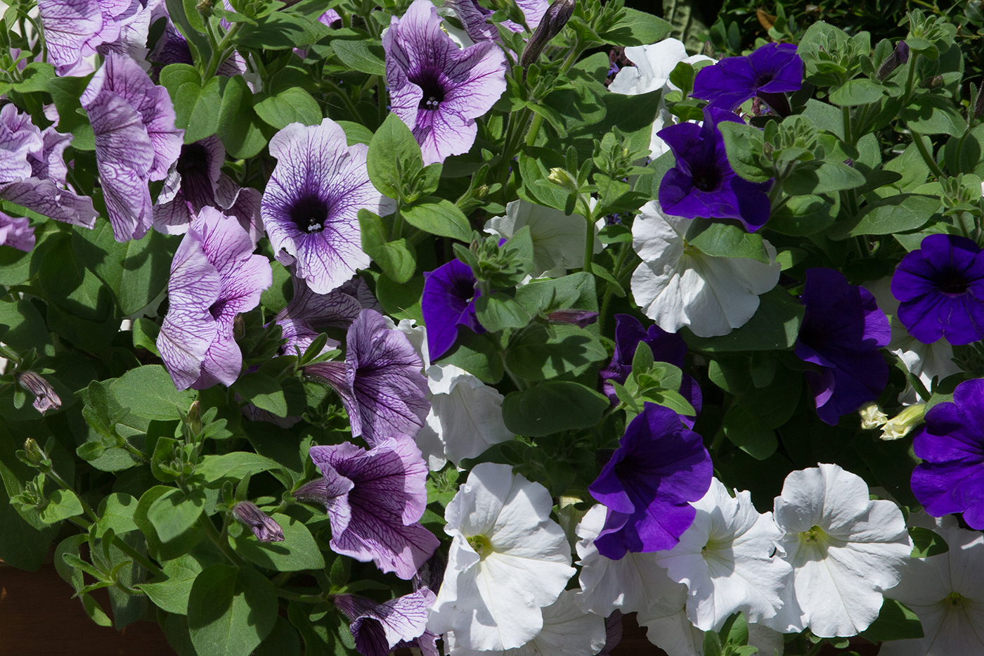 Petunia