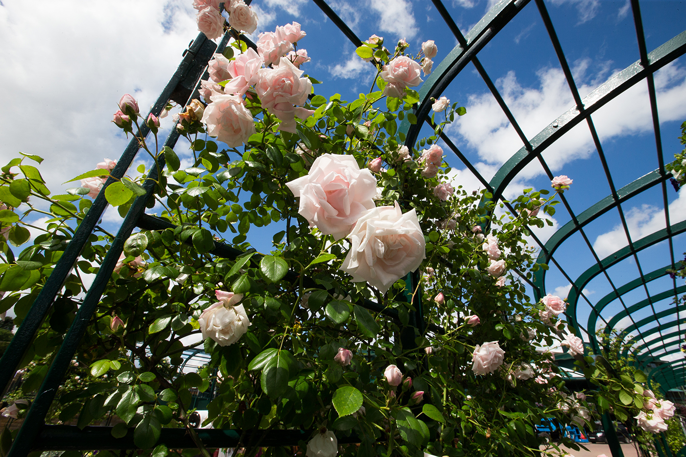Roses