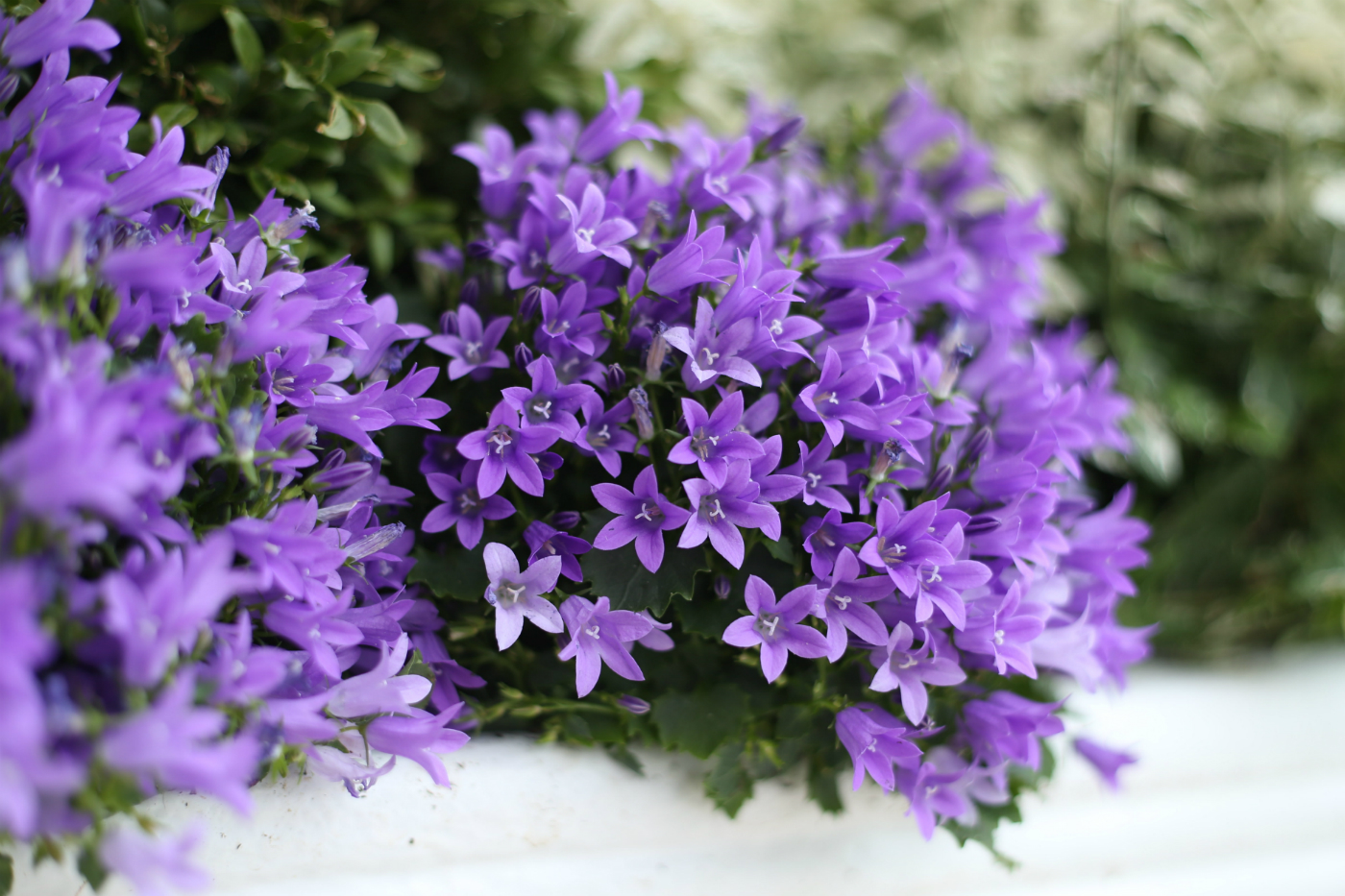 Campanula
