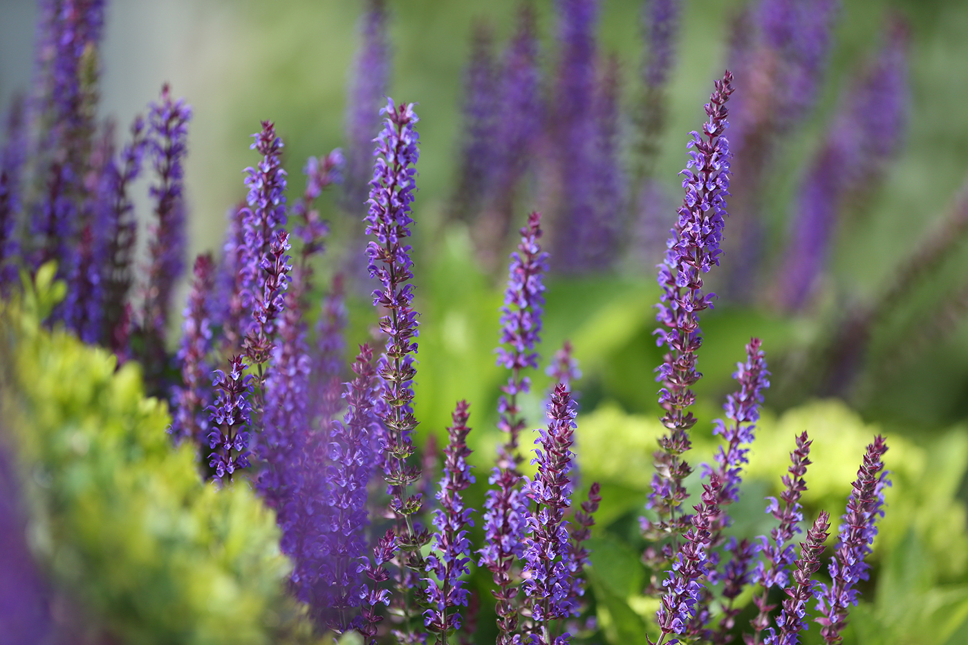 Salvia Amistad