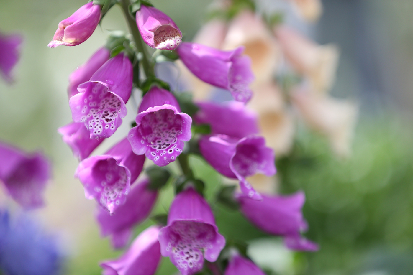Foxglove