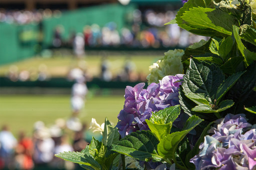 Clay and grass at the heart of tennis cycle